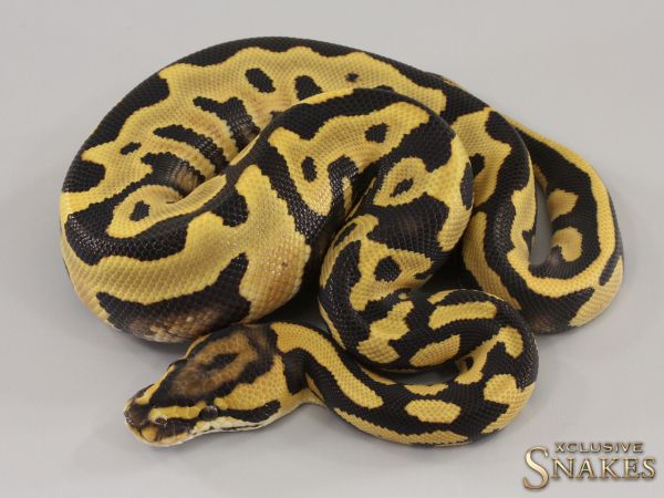 1.0 Leopard Desert Ghost het Clown 2023