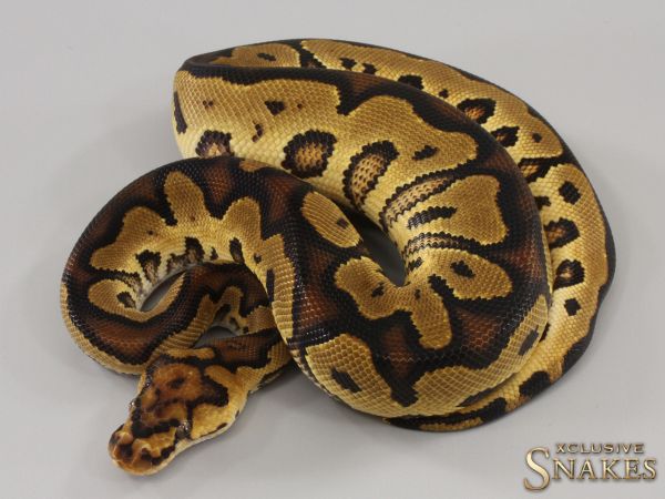 1.0 Yellow Belly Clown het Piebald 2023