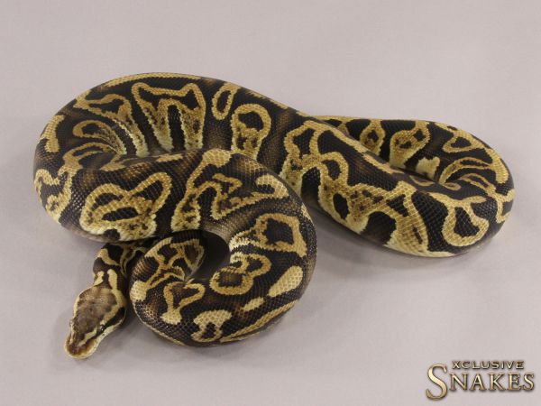 0.1 Pastel Leopard GHI double het Ultramel Clown 2021 (1320g @03/2024)