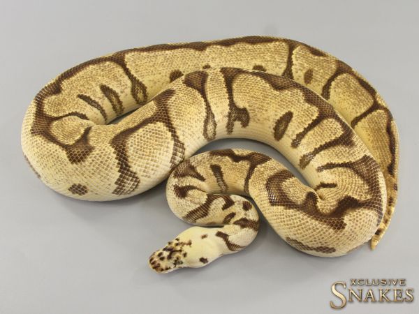 0.1 Pastel Enchi Spotnose Clown 2020