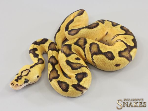 0.1 Pastel Enchi Clown 2023