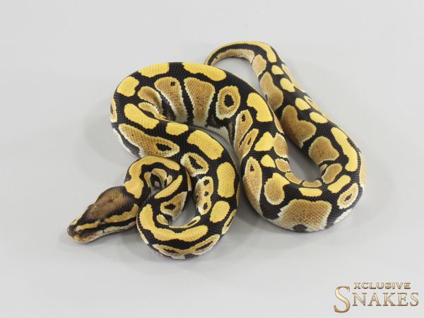 1.0 Desert Ghost double het TSK Axanthic Clown 2026