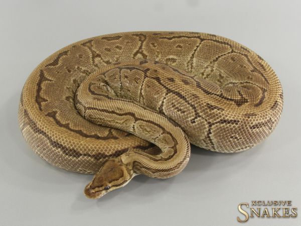 0.1 Pinstripe Gravel het Piebald 2015