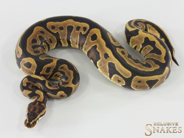 1.0 Leopard Gravel double het Sunset Ultramel 2025
