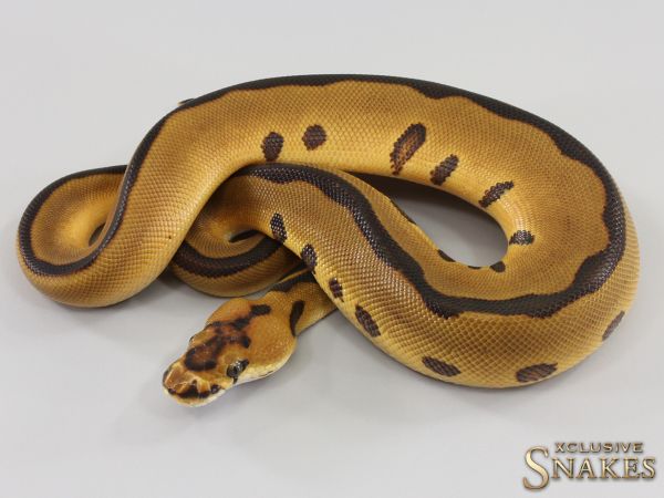 0.1 Enchi Leopard Clown het Desert Ghost 2023