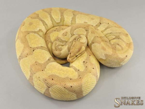 0.1 Enchi Banana het Desert Ghost 2020