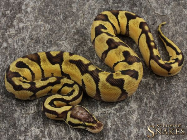 0.1 Vanilla Pastel Enchi het Desert Ghost 2021