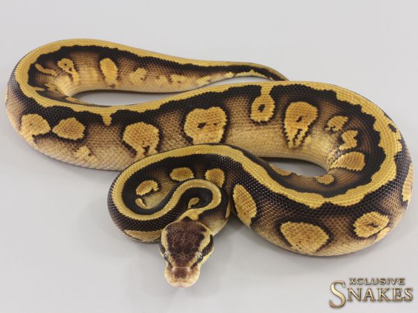 0.1 Pastel Copper double het Desert Ghost Piebald 2023