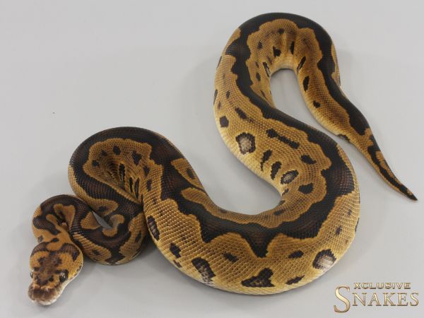 0.1 Leopard Clown het Ultramel 2023