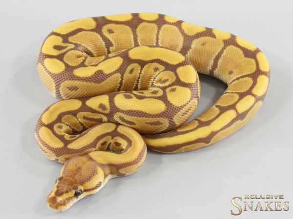 0.1 Red Stripe Ultramel het Clown 2026