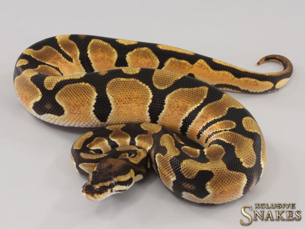 0.1 Enchi Orange Dream double het Hypo Piebald 2023