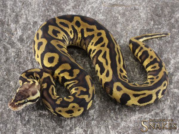 0.1 Pastel Leopard het Desert Ghost het Clown or Cryptic 50% het Ultramel 2021