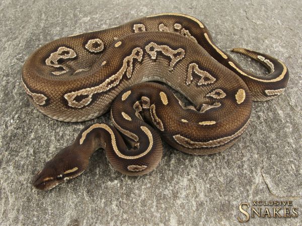 1.0 Black Head Mojave het Albino 2014