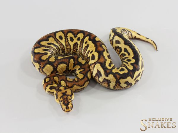 0.1 Spotnose Gravel Red Stripe Clown 2026