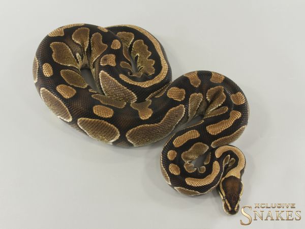 0.1 Special double het Desert Ghost Piebald 2021