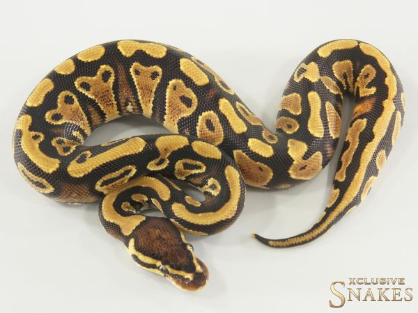 1.0 Gravel triple het Ultramel Clown Piebald 2025