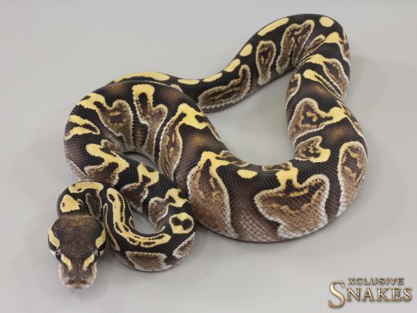 0.1 GHI Special Desert Ghost het Piebald 2023