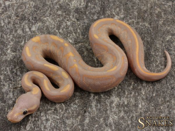 0.1 Banana Black Pastel het Desert Ghost 2021