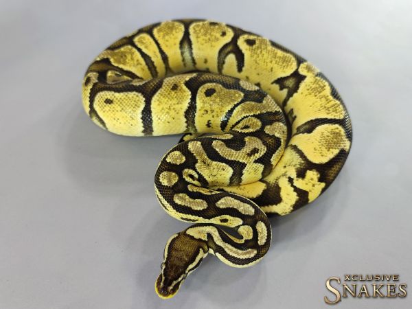 0.1 Vanilla Pastel het Piebald 2018