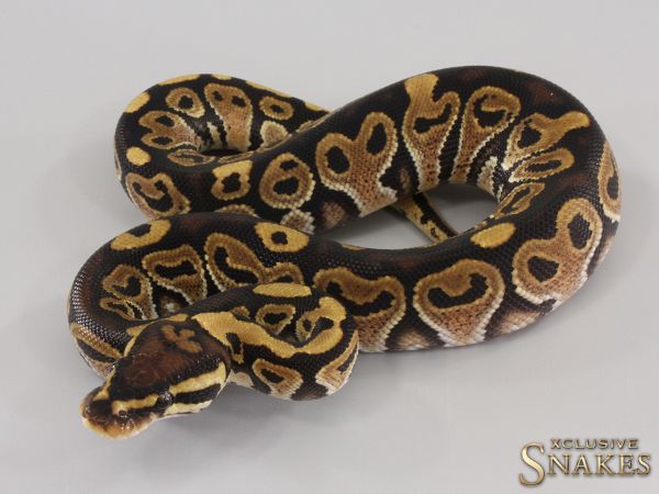 1.0 Het Red Axanthic double het Hypo Clown 50% het Desert Ghost 2023