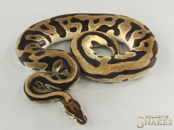 1.0 Leopard Orange Dream triple het Desert Ghost Clown Piebald 2022