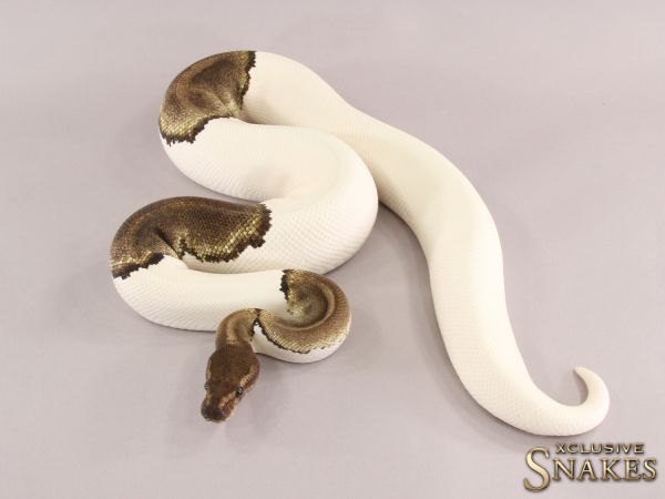 0.1 Mojave Piebald 2016