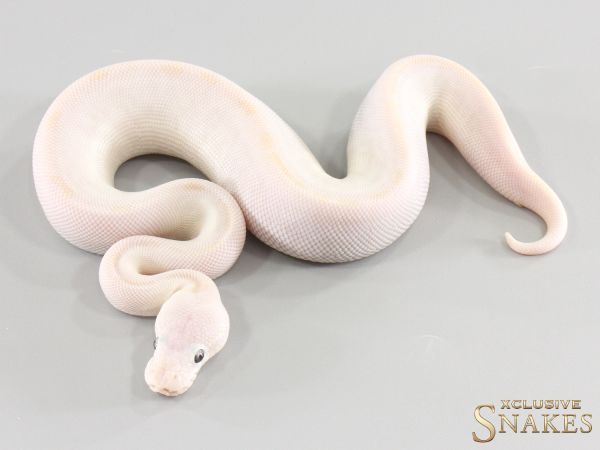 0.1 Bamboo Mojave het Desert Ghost 2026