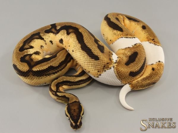 1.0 Orange Dream Piebald het Clown 2021