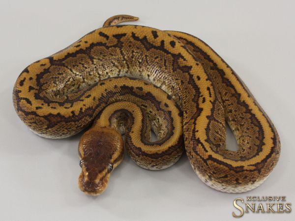 1.0 Pinstripe Copper Special het Piebald 66% het Desert Ghost 2023