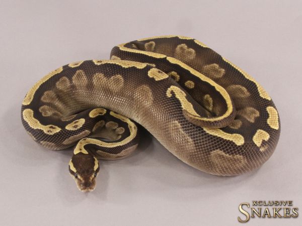 0.1 GHI Mojave het Ultramel 2021 (1440g @03/2024)