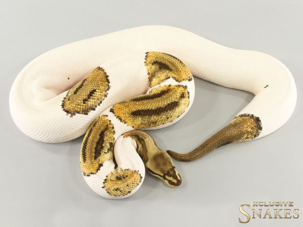 0.1 Fire Leopard Piebald het Clown 2021