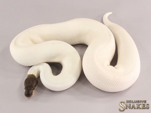 1.0 Pos Super GHI Mojave Piebald 2021