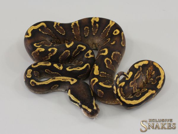 0.1 GHI Yellow Belly het Piebald 2023