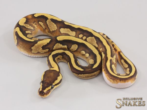 0.1 Enchi Fire Gravel het Piebald 2023