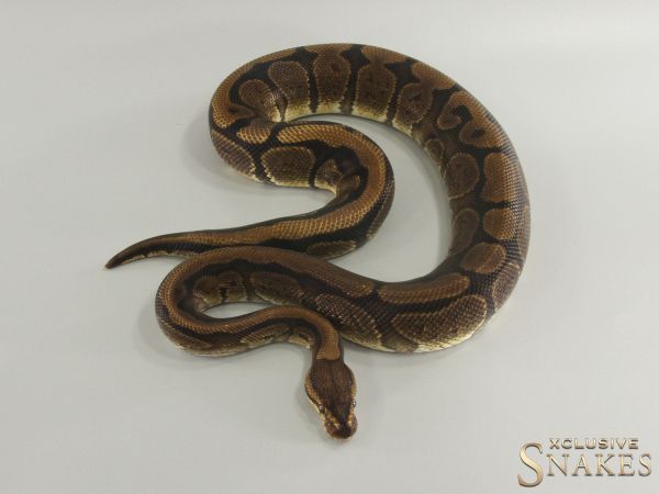 1.0 Red Stripe het Desert Ghost 2021