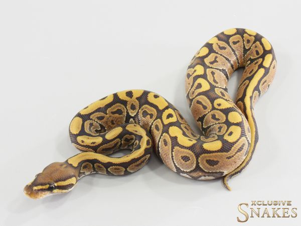 0.1 Nr Mandarin Hypo 2026