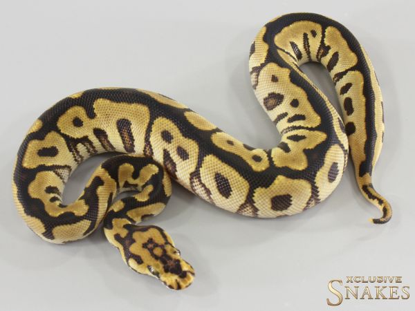 0.1 Spotnose Clown het Lavender 2026
