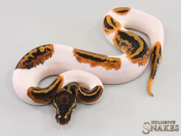 0.1 Gravel Piebald pos het Axanthic 2023