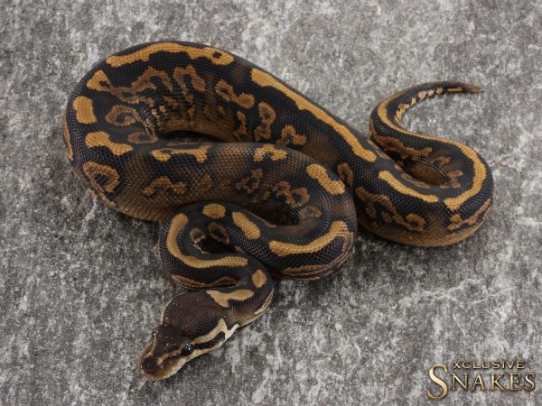 0.1 Black Pastel Yellow Belly/Gravel het Piebald 50% het Clown 2021