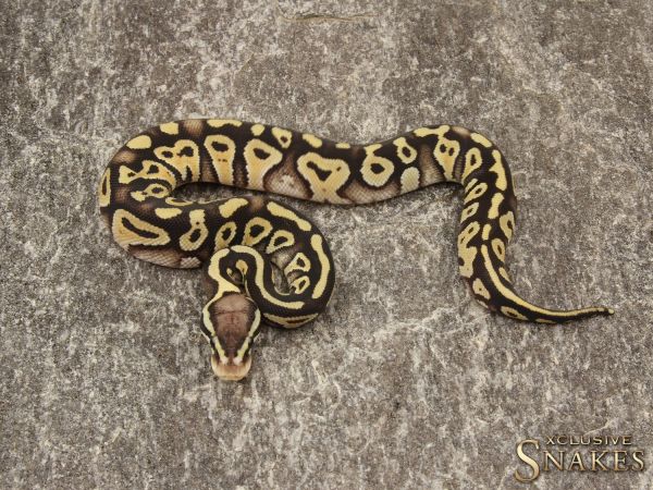 0.1 Pastel Mystic het Clown 2019