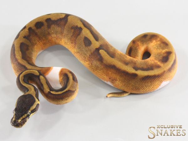 0.1 Copper Enchi Yellow Belly Piebald 2026
