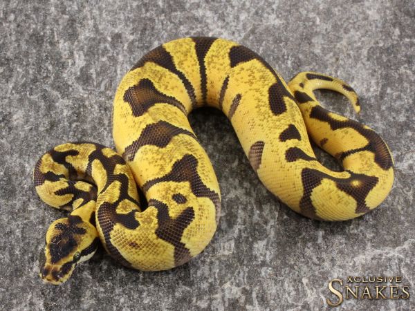 1.0 Pastel Super Enchi het Piebald 2021