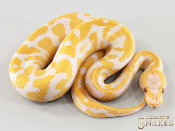1.0 Confusion Lavender het Piebald 2026