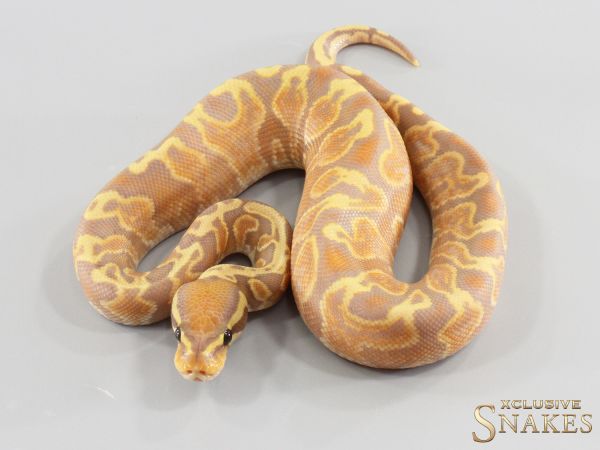 1.0 Gravel Banana GHI 2026