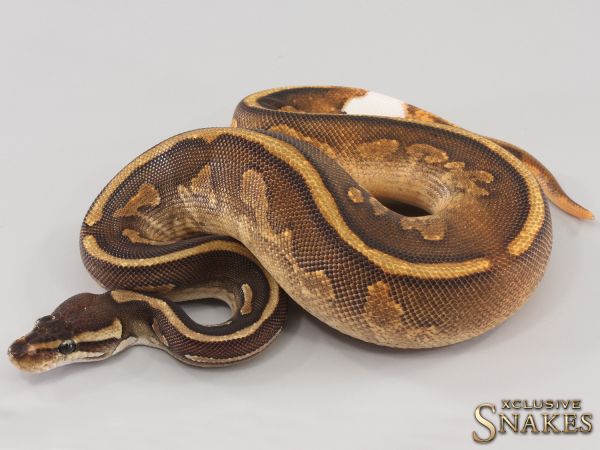 0.1 Copper Cinnamon Enchi Yellow Belly het Piebald 2023