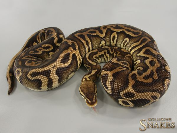 0.1 Pastel Leopard Trick het Clown 2017