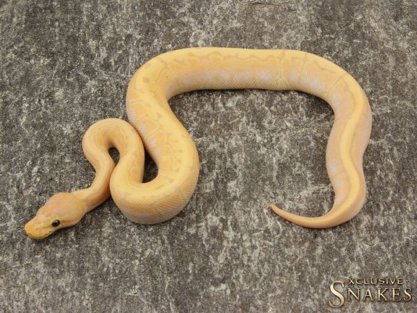 1.0 Banana Pinstripe het Desert Ghost 2019