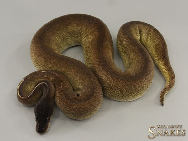 1.0 Super Black Head Enchi Mojave GHI 2019