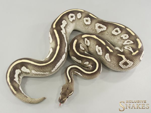 0.1 Black Head Mojave Desert Ghost 2021