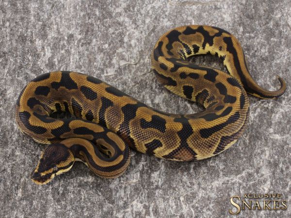 1.0 Leopard Red Stripe double het Clown Piebald pos Genetic Stripe 2021